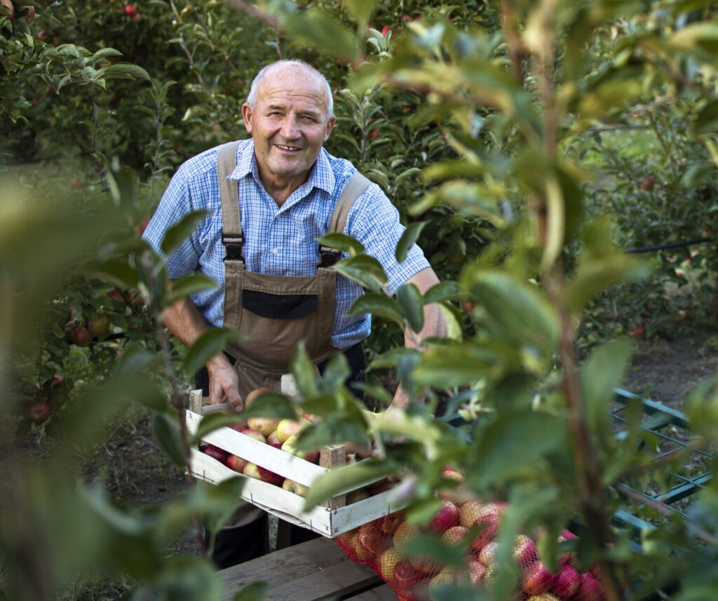 Farmer holding crate of apples